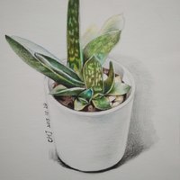 艺术家作品