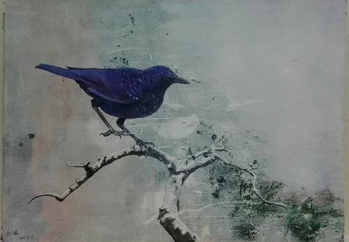蓝紫色鸟